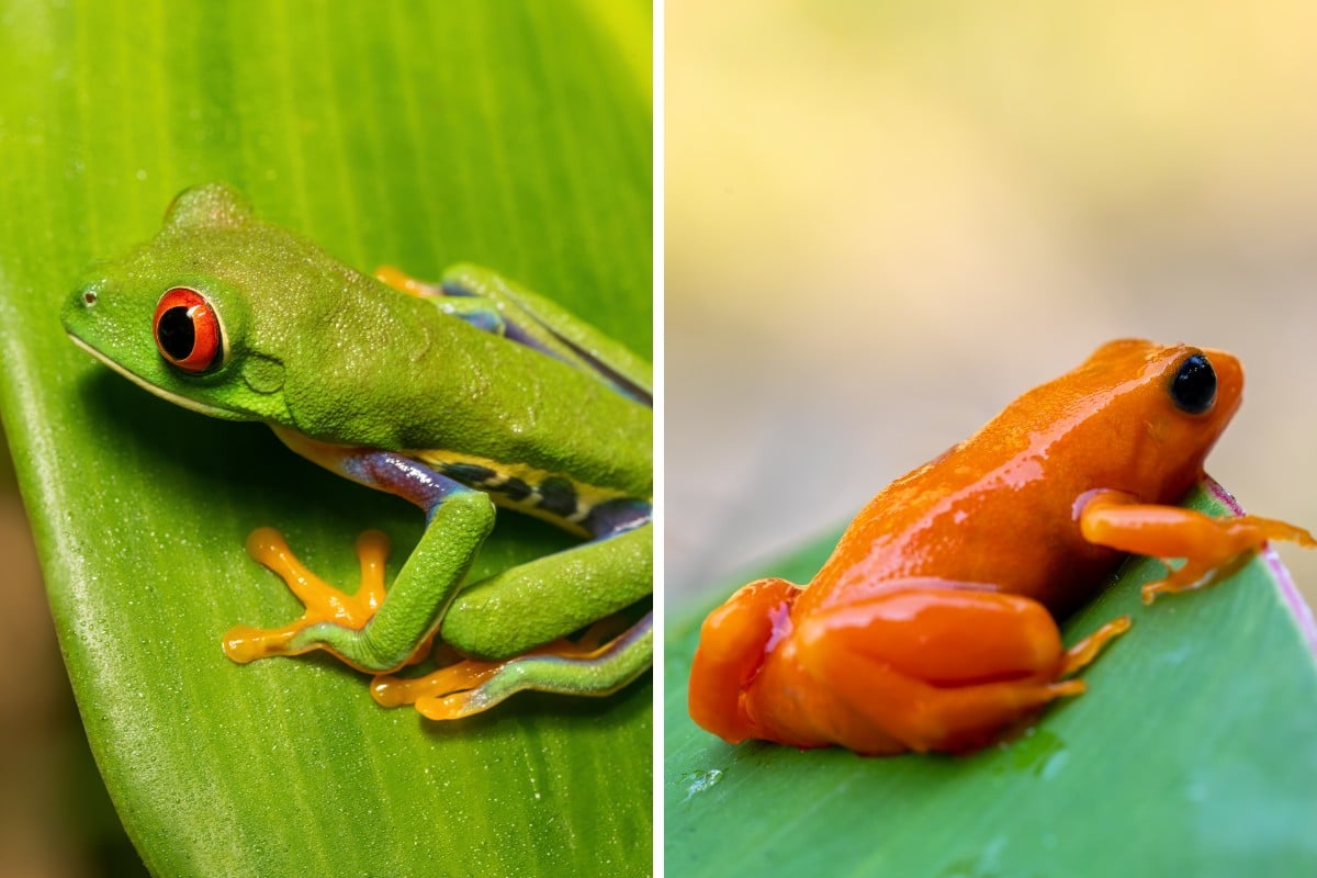 Le 5 specie di rane più affascinanti del mondo: caratteristiche e habitat