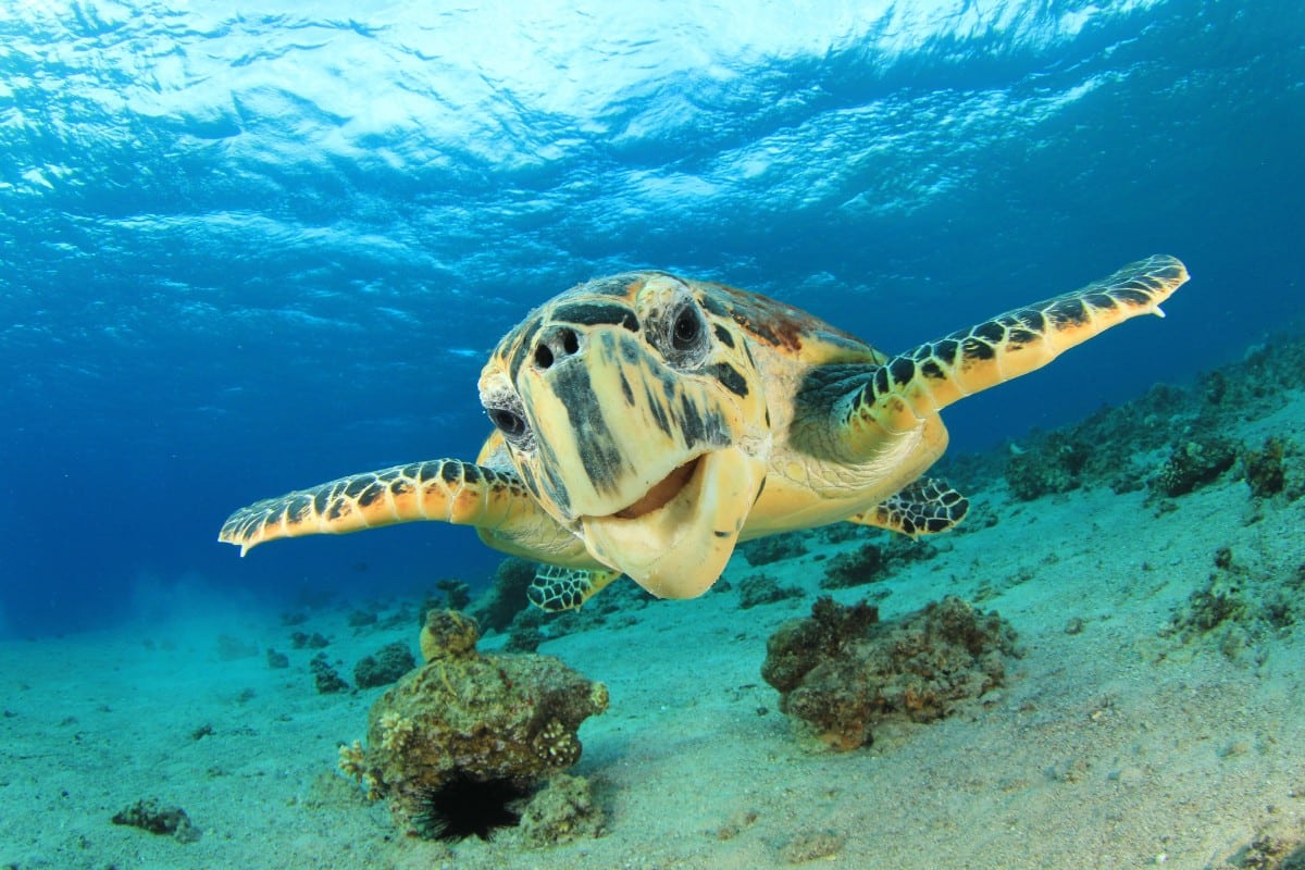 L’importanza dei rettili negli ecosistemi: perché sono fondamentali per la biodiversità