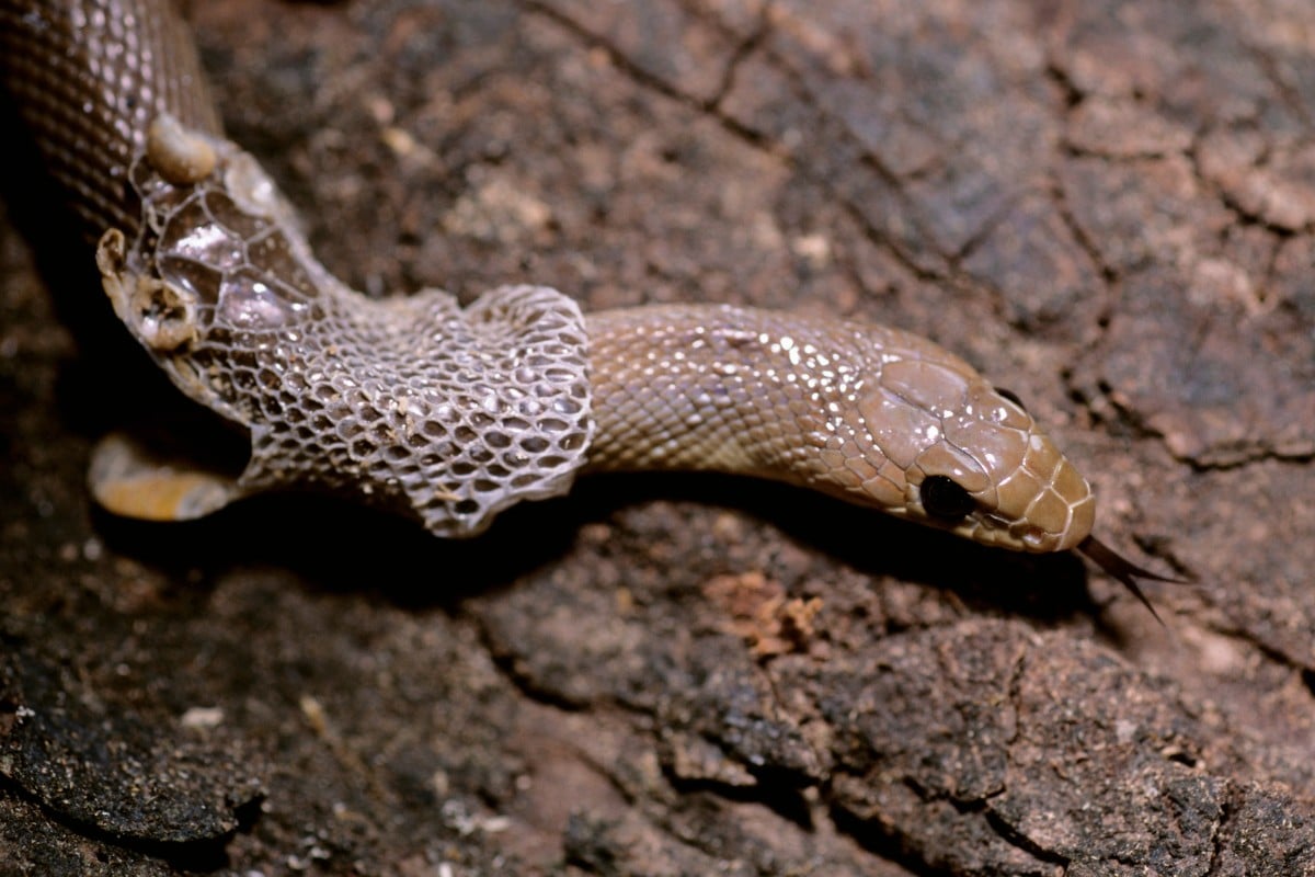 Muta dei serpenti: come riconoscerla e assistere il tuo rettile