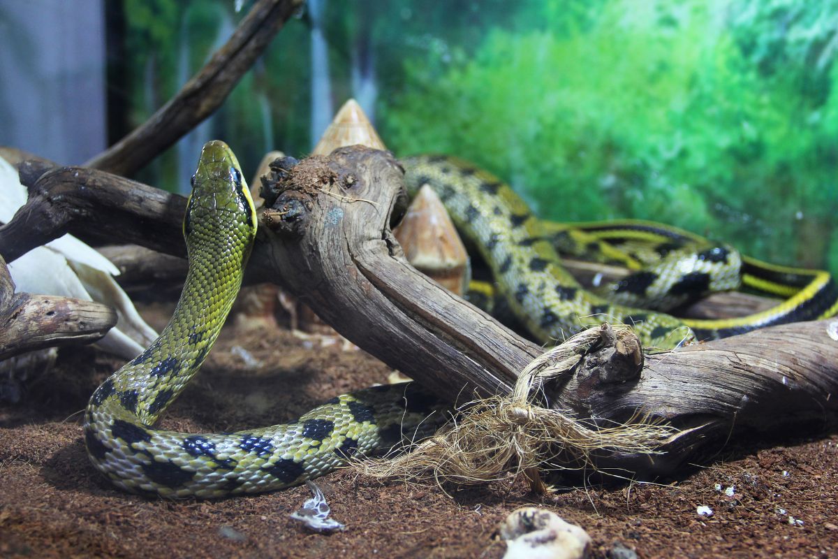 Come prendersi cura di un serpente domestico