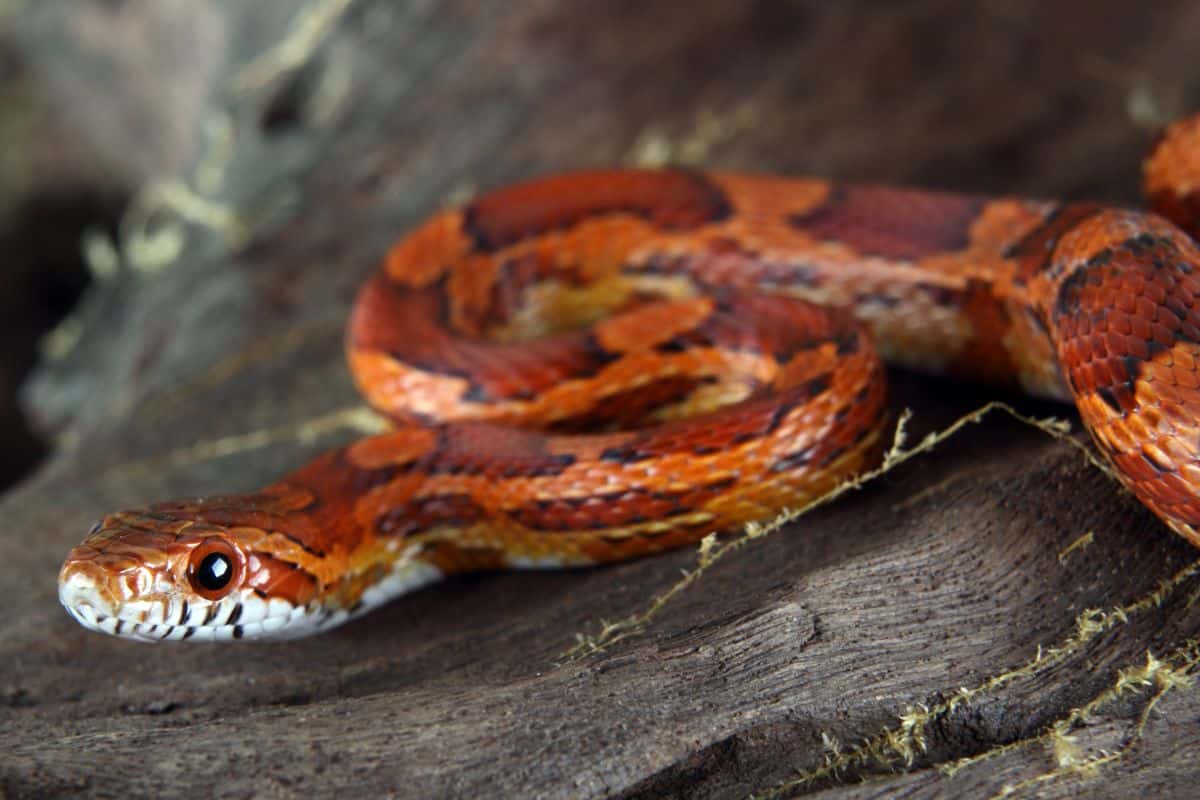 I serpenti del grano: conosciamoli meglio