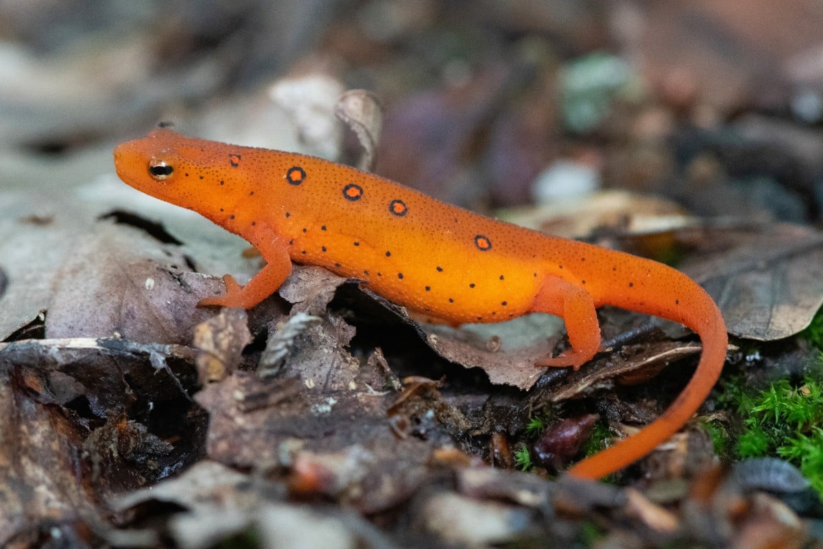 I colori delle salamandre