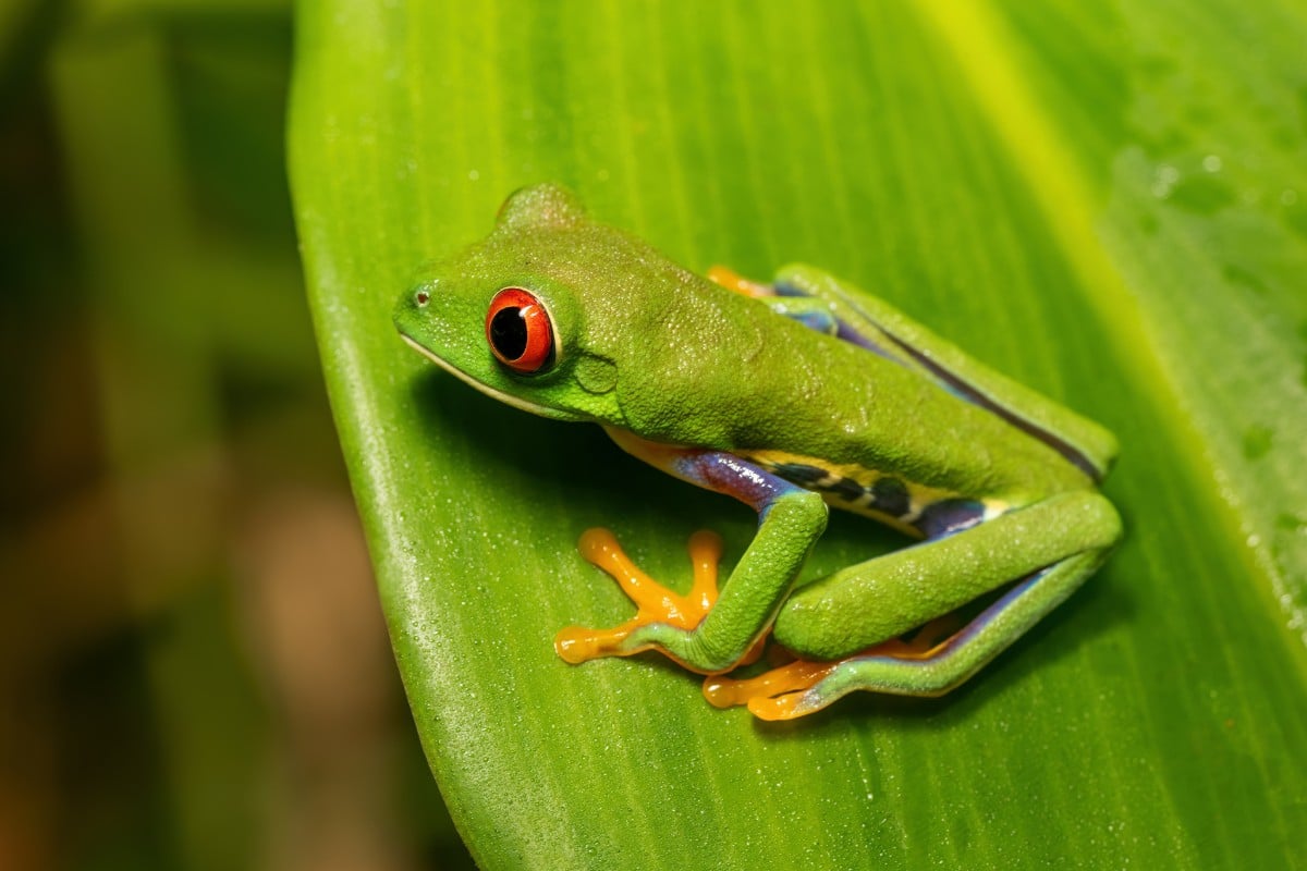 5 specie di rane più affascinanti