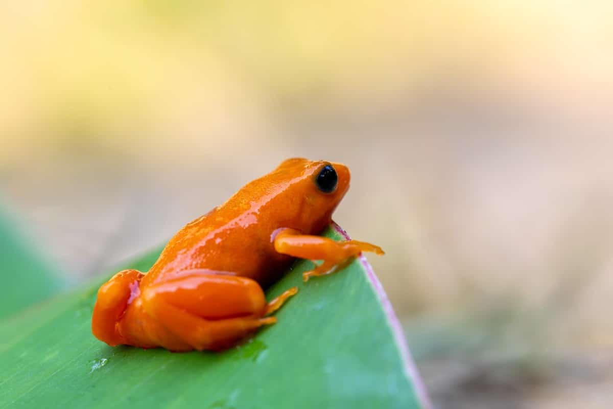 5 specie di rane più affascinanti