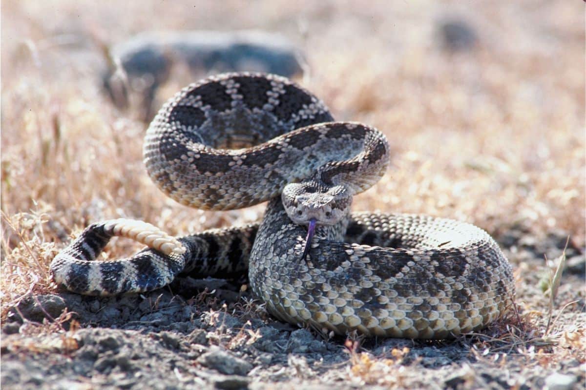 Il serpente a sonagli: mito e realtà dietro il suo famigerato suono