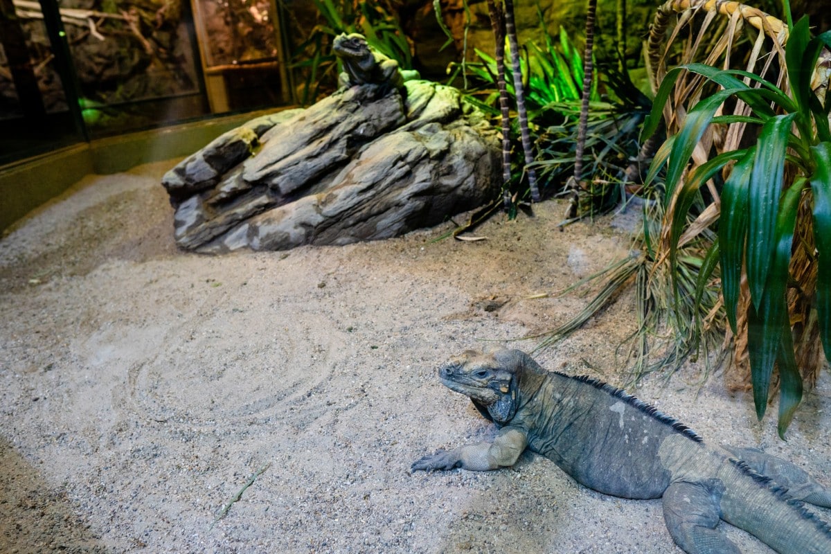 I migliori terrari per iguane