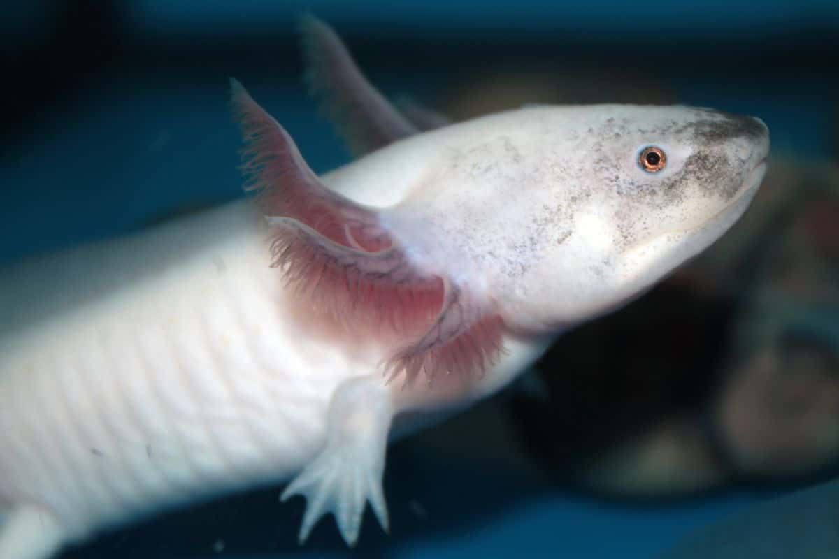 Axolotl: l’anfibio che conquista il web grazie alle sue straordinarie capacità