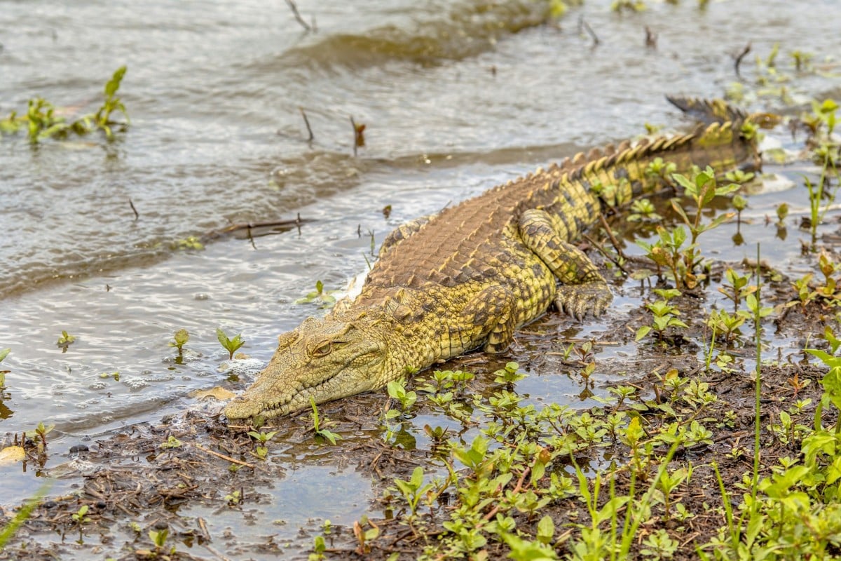 I coccodrilli sono animali affascinanti e antichi, conosciuti per il loro aspetto preistorico e il loro comportamento da predatori.