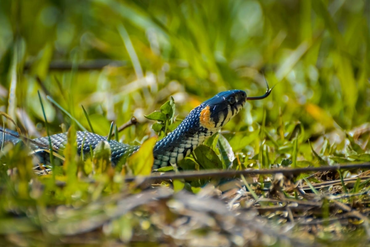 Serpenti nel giardino: come allontanarli senza fargli del male