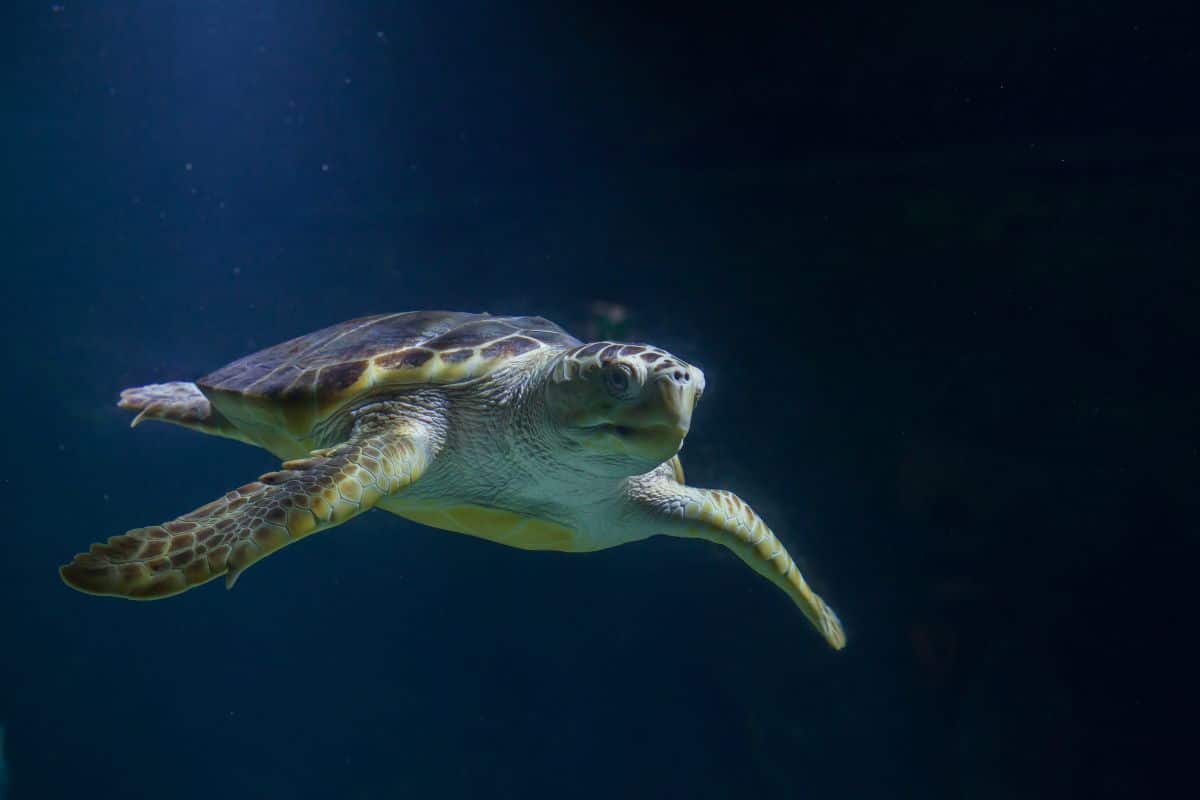 tartaruga Caretta caretta