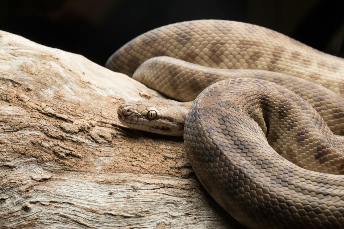 Cosa mangiano i serpenti: dieta e abitudini alimentari delle diverse specie