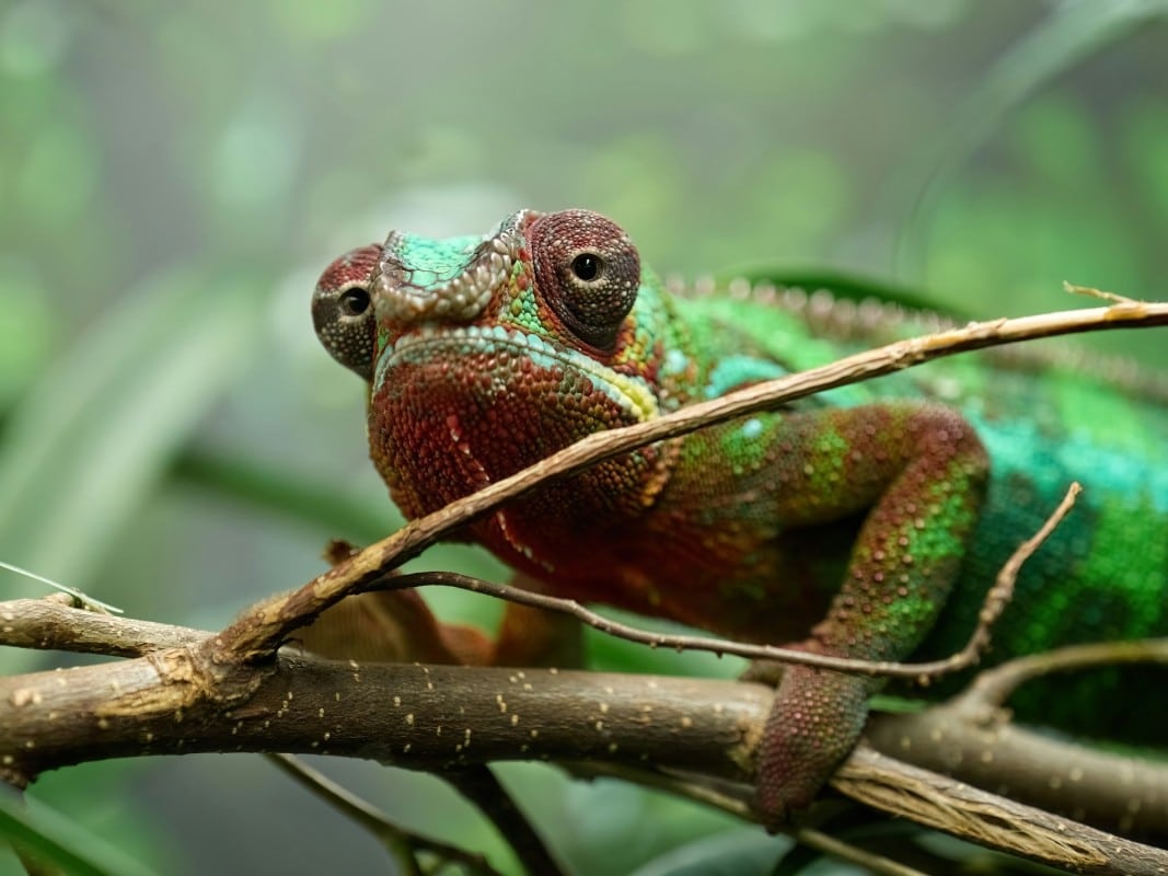 Habitat ideale per un camaleonte in cattività