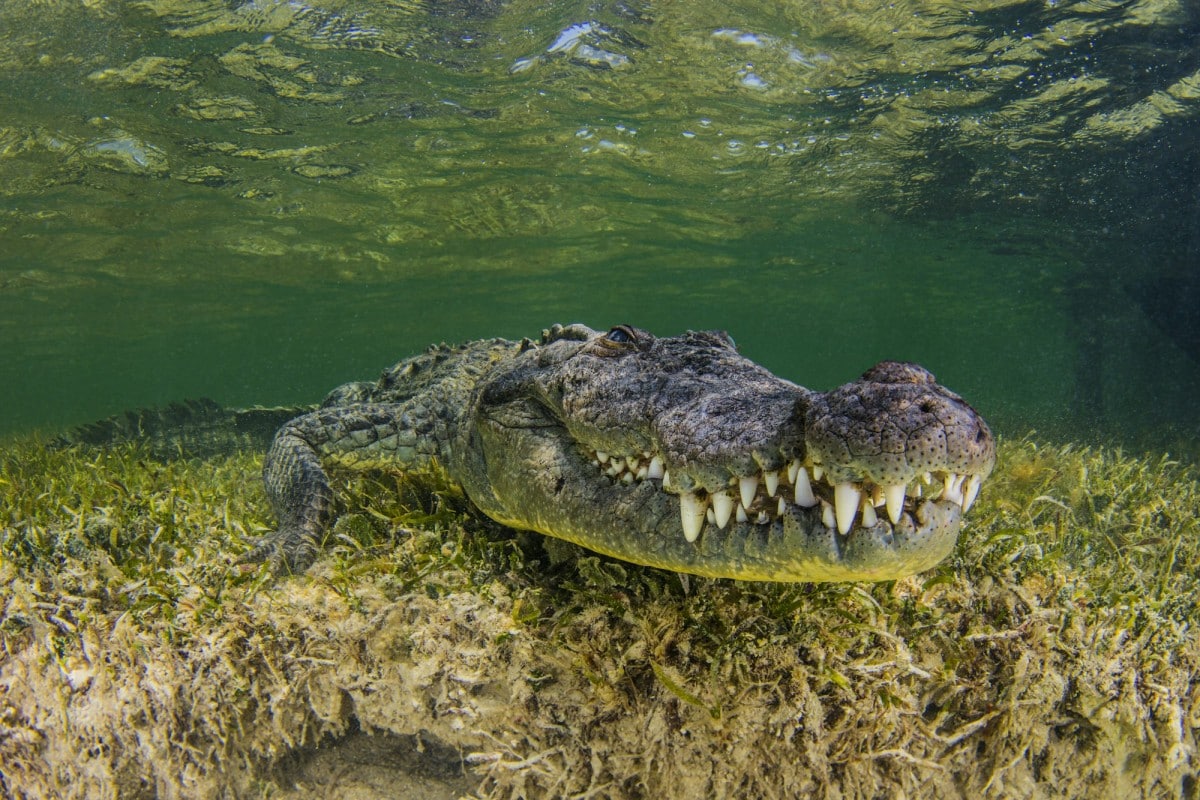 Curiosità sui coccodrilli: scopri i segreti di questi antichi predatori