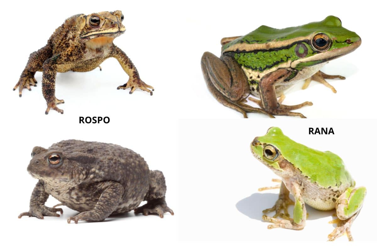 Le rane e i rospi condividono molte caratteristiche comuni, ma presentano differenze ben visibili che riguardano soprattutto il loro aspetto fisico.