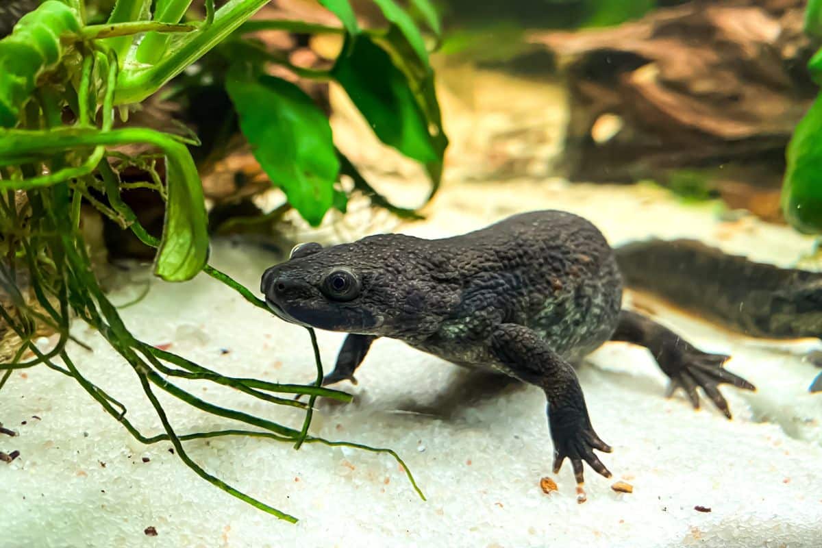 Tritone Pleurodeles nell'acquario, ambientazione naturale