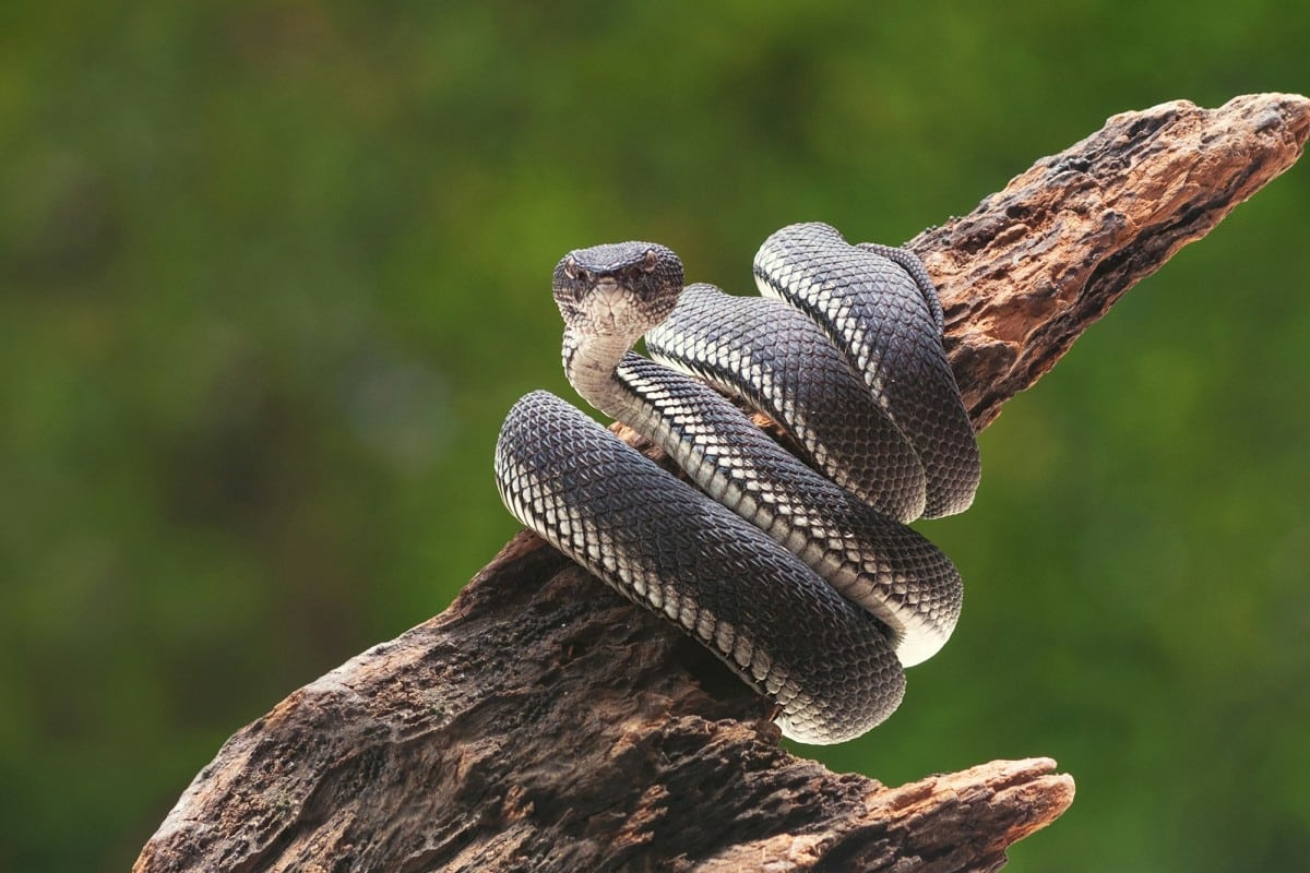 Serpenti vertebrati o invertebrati? Scopri la verità dietro la loro anatomia