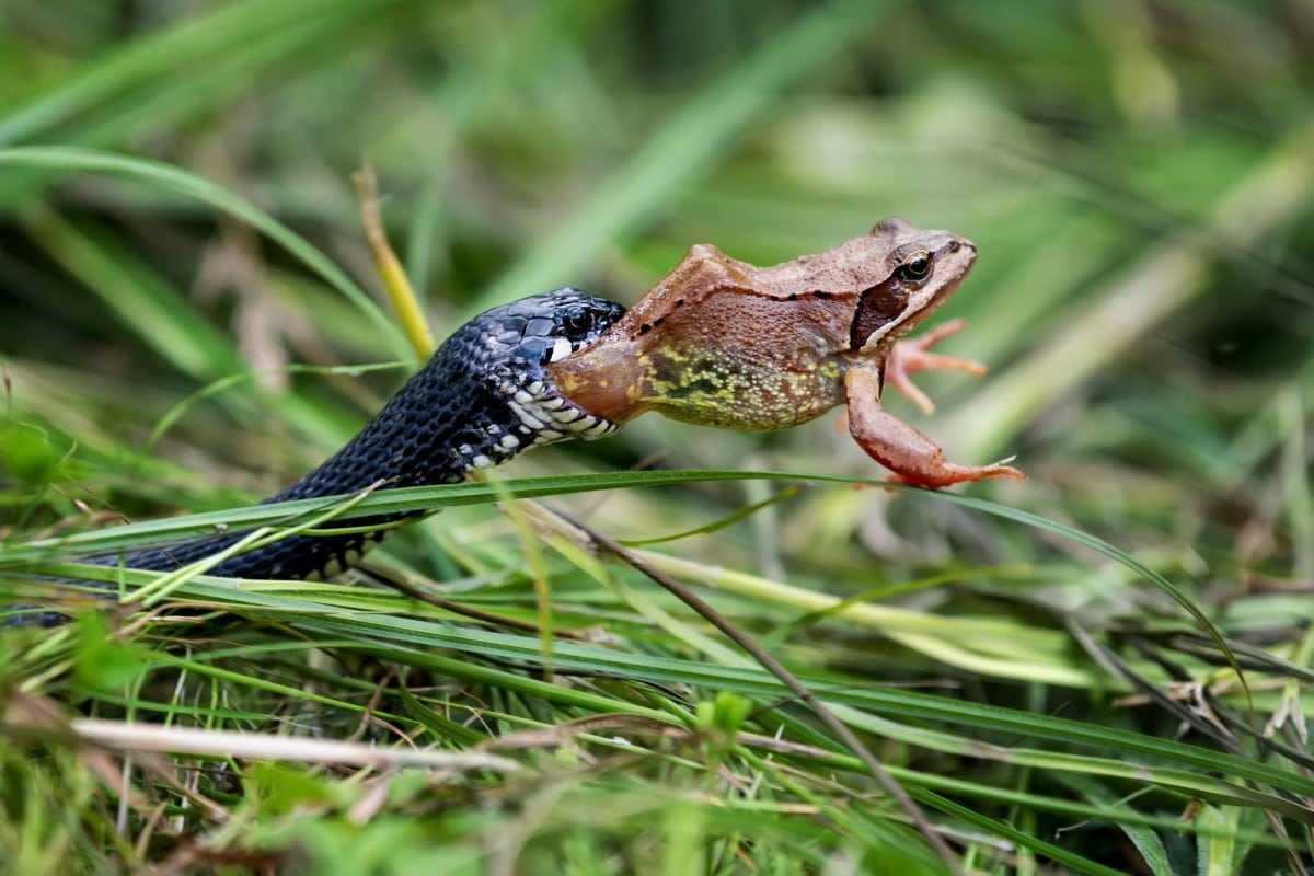 Serpente che ingoia una preda