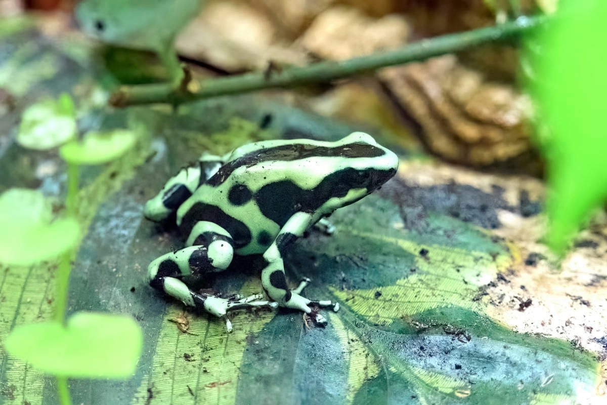 Le rane più tossiche del mondo: difese letali e il loro impatto sulla natura