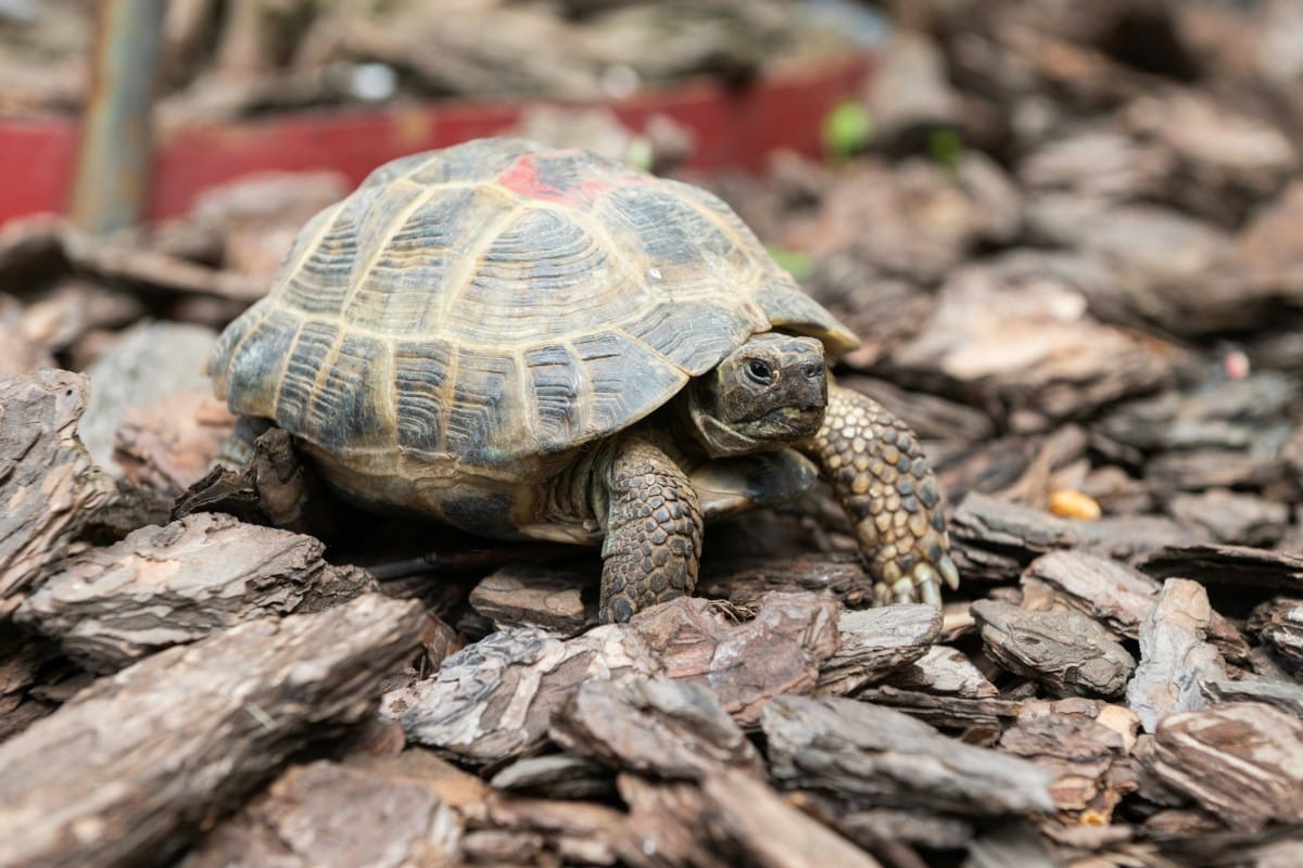 Quando si parla di come costruire un terrario ideale per una tartaruga di terra, lo spazio è uno dei primi fattori da considerare.