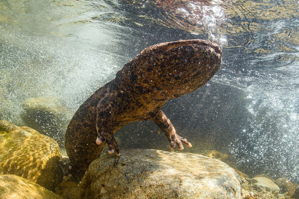 Una salamandra gigante cinese nelle acque di un torrente montano.