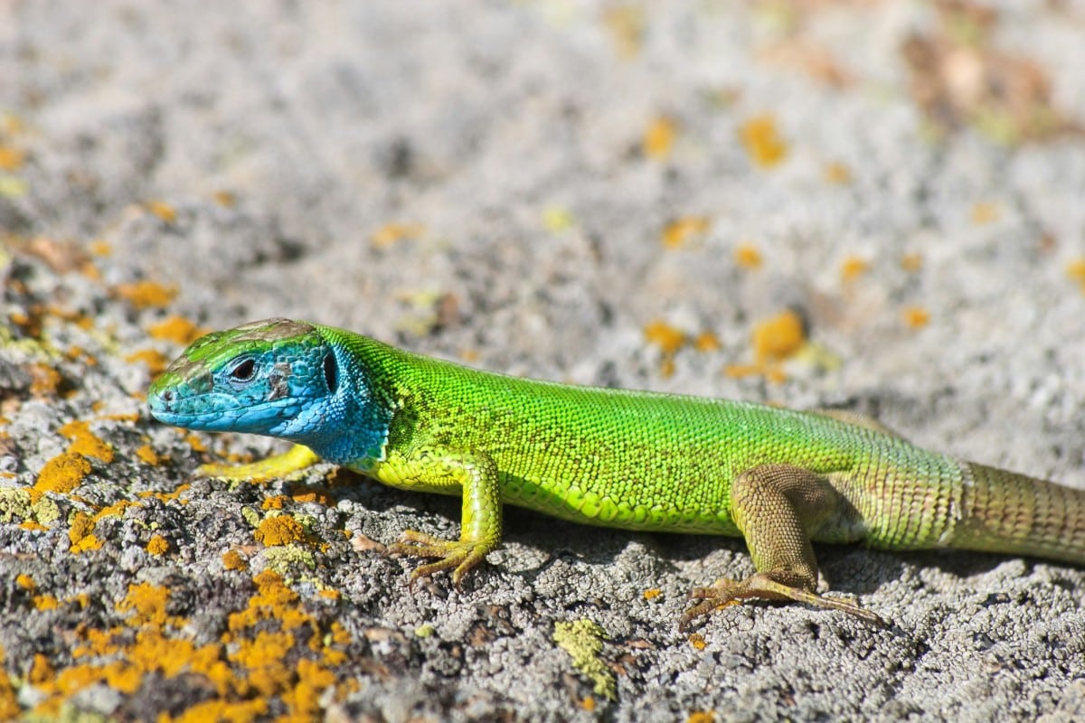 Il ruolo dei sauri negli ecosistemi: nuove scoperte scientifiche e impatti ambientali