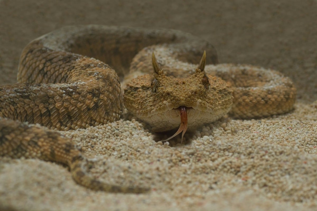 I serpenti velenosi sono diffusi in tutto il mondo e, oltre a incutere timore, rivestono un ruolo fondamentale negli ecosistemi.