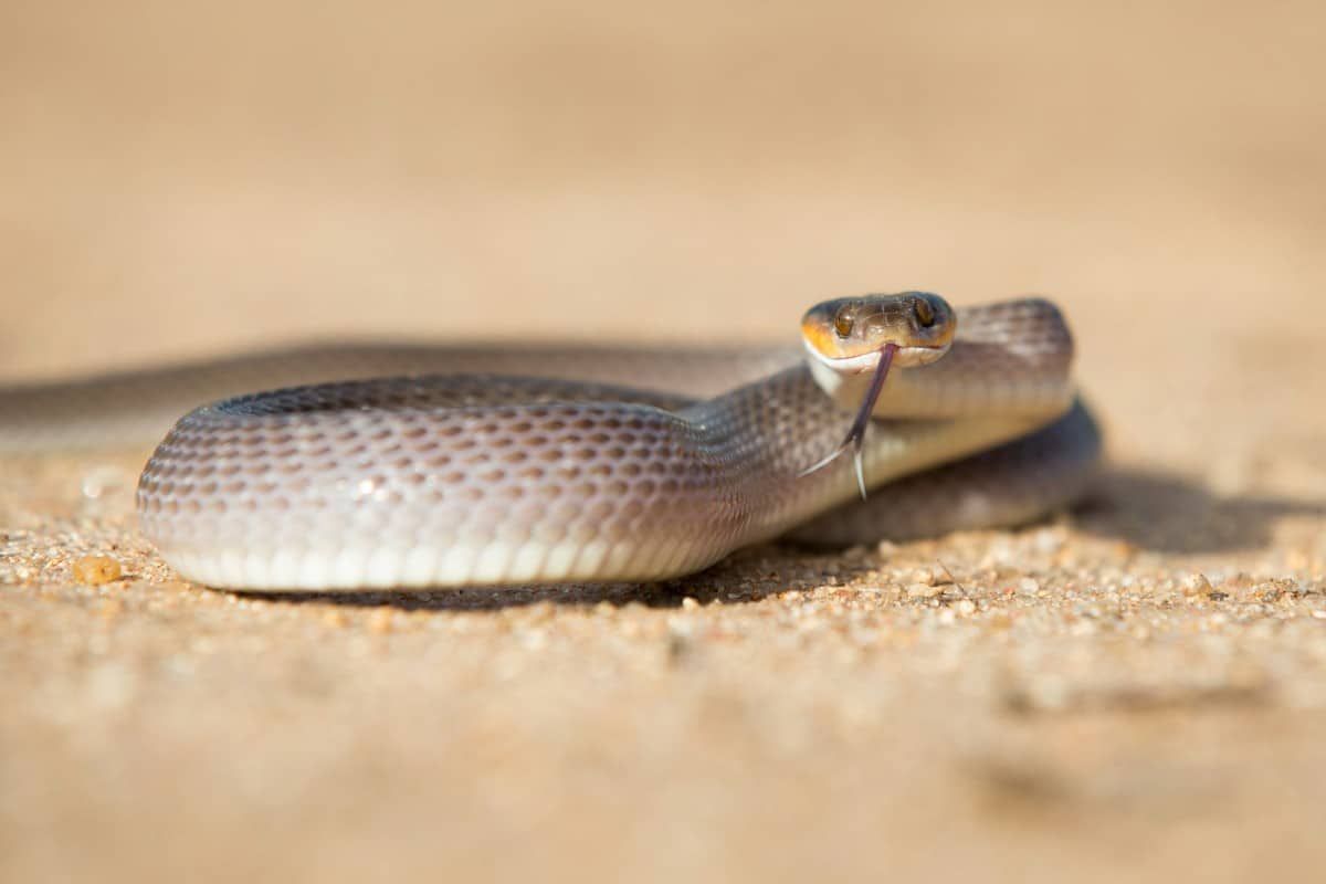 I serpenti del deserto sono tra i più vulnerabili per quanto concerne i cambiamenti climatici.