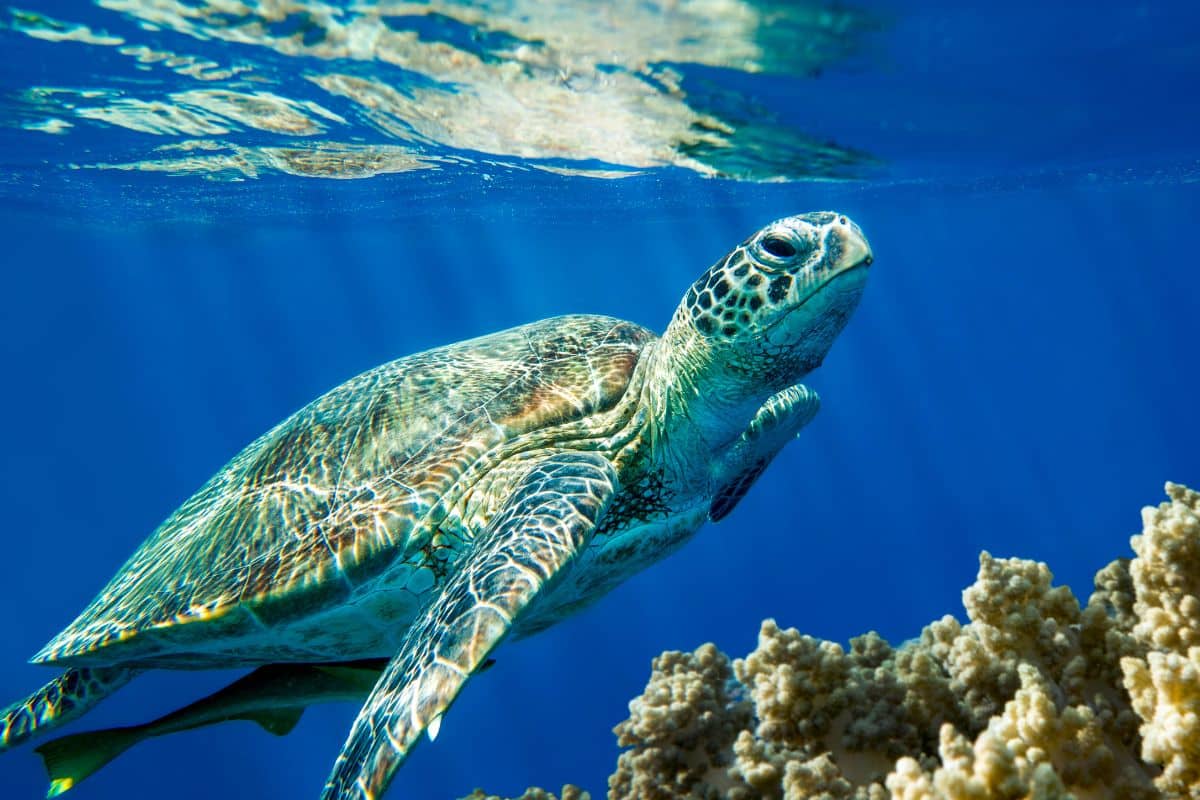 5 cose da sapere sulla tartaruga Caretta caretta