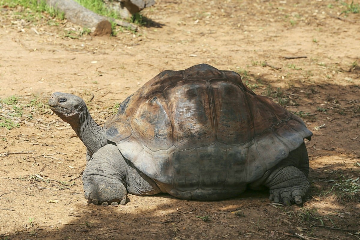 Perché le tartarughe di terra hanno gusci diversi: un viaggio nella variabilità delle specie