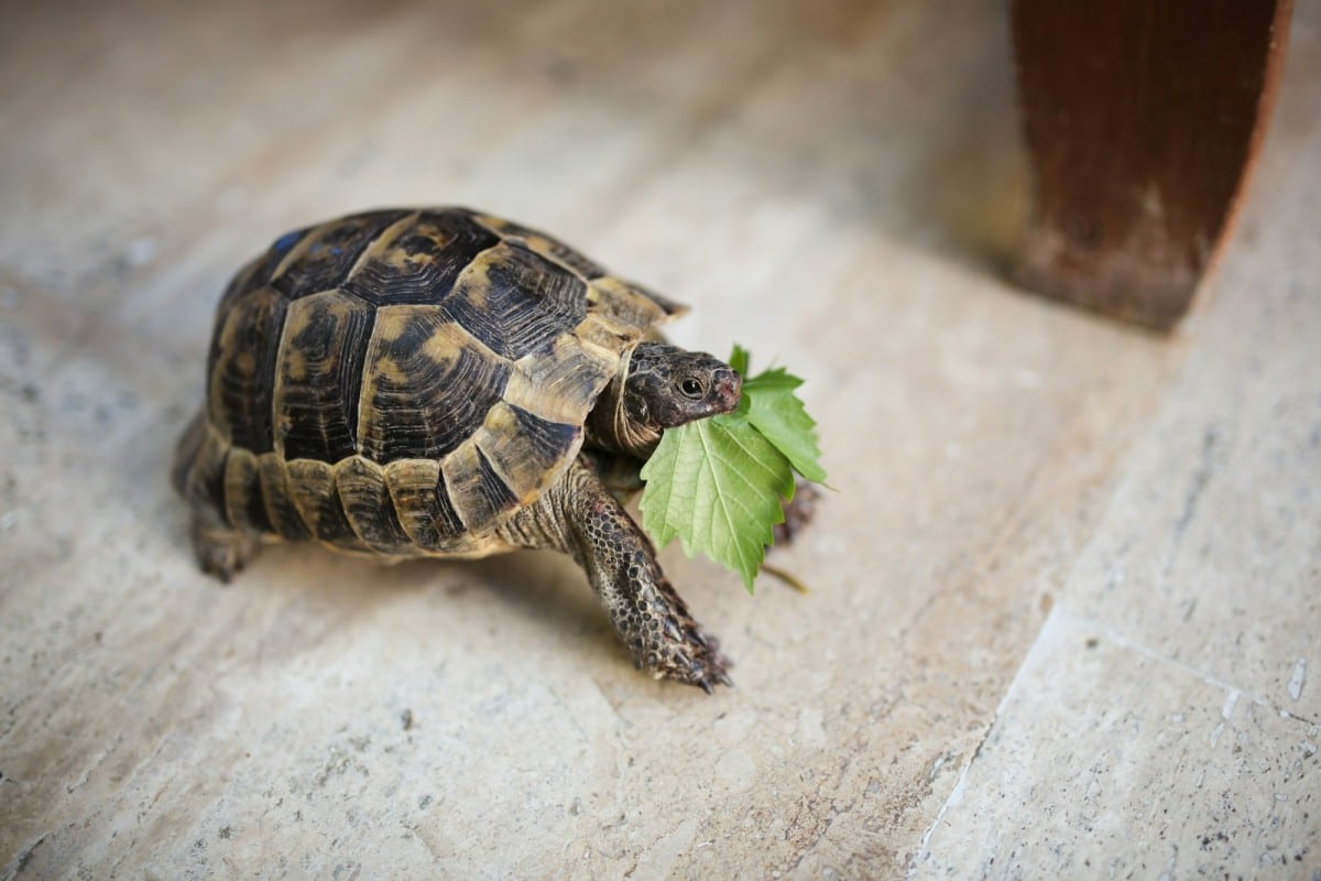 Scopri cosa mangiano le tartarughe terrestri e acquatiche.