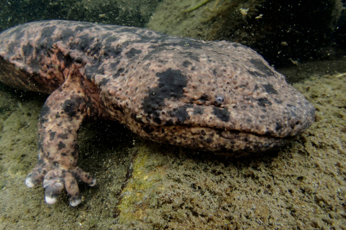 Salamandre giganti: scopri tutto sugli anfibi più grandi del mondo