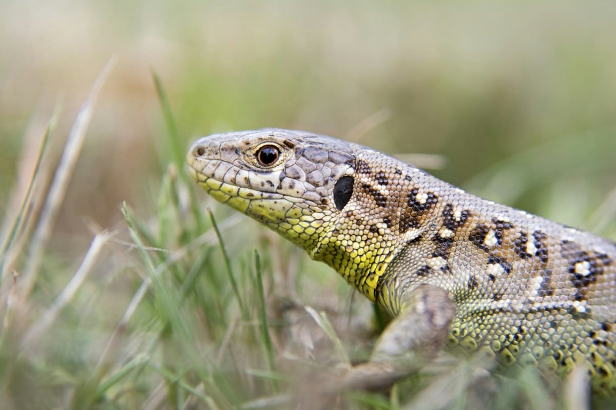 L’udito delle lucertole: come percepiscono i suoni